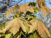 Acer pseudoplatanus 'Nizetti' 